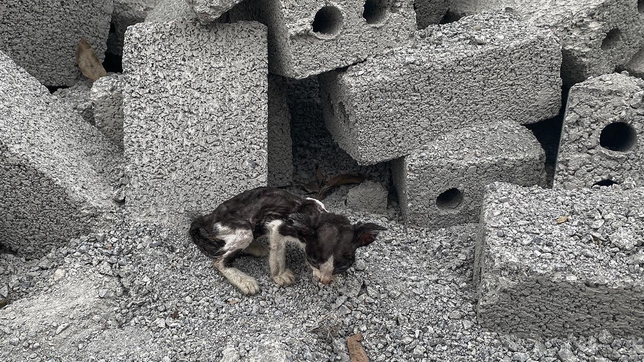 Gattina tra le macerie