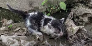 La gattina giaceva nel fango con l’espressione più triste: tutti sembravano ignorarla
