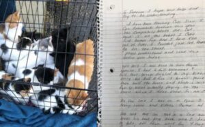 Questi gattini sono stati lasciati fuori da un negozio di animali con un biglietto drammatico