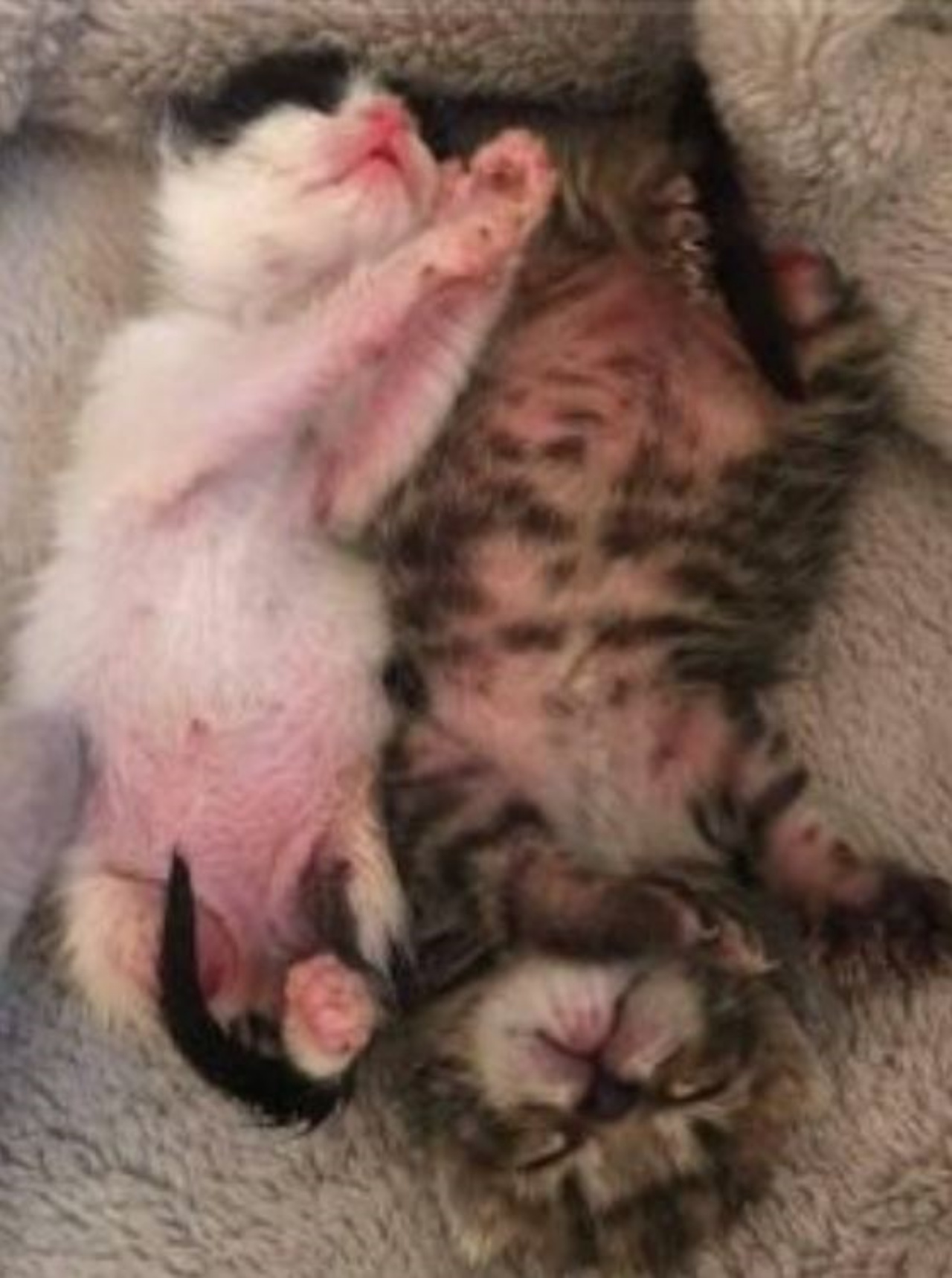 Due gattini che dormono sul divano