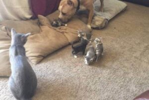 Questi gattini sono fortunatissimi: a vegliare su di loro c’è un Pit Bull coraggioso