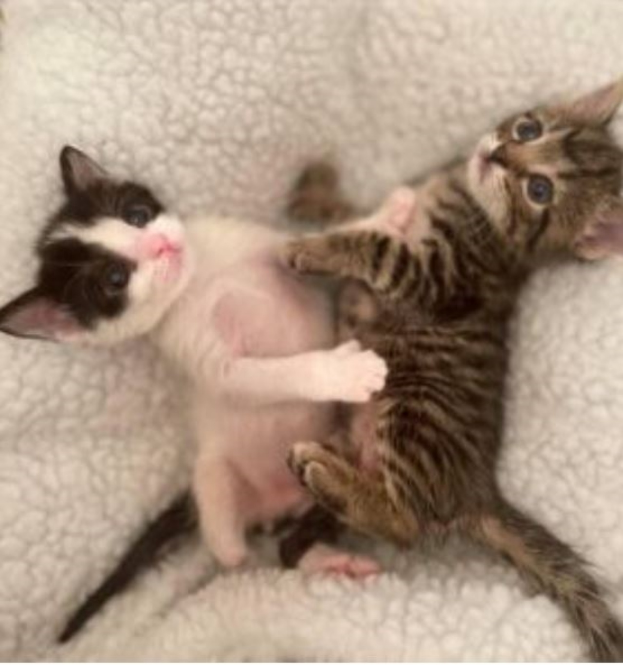 Due gattini fratelli che giocano insieme