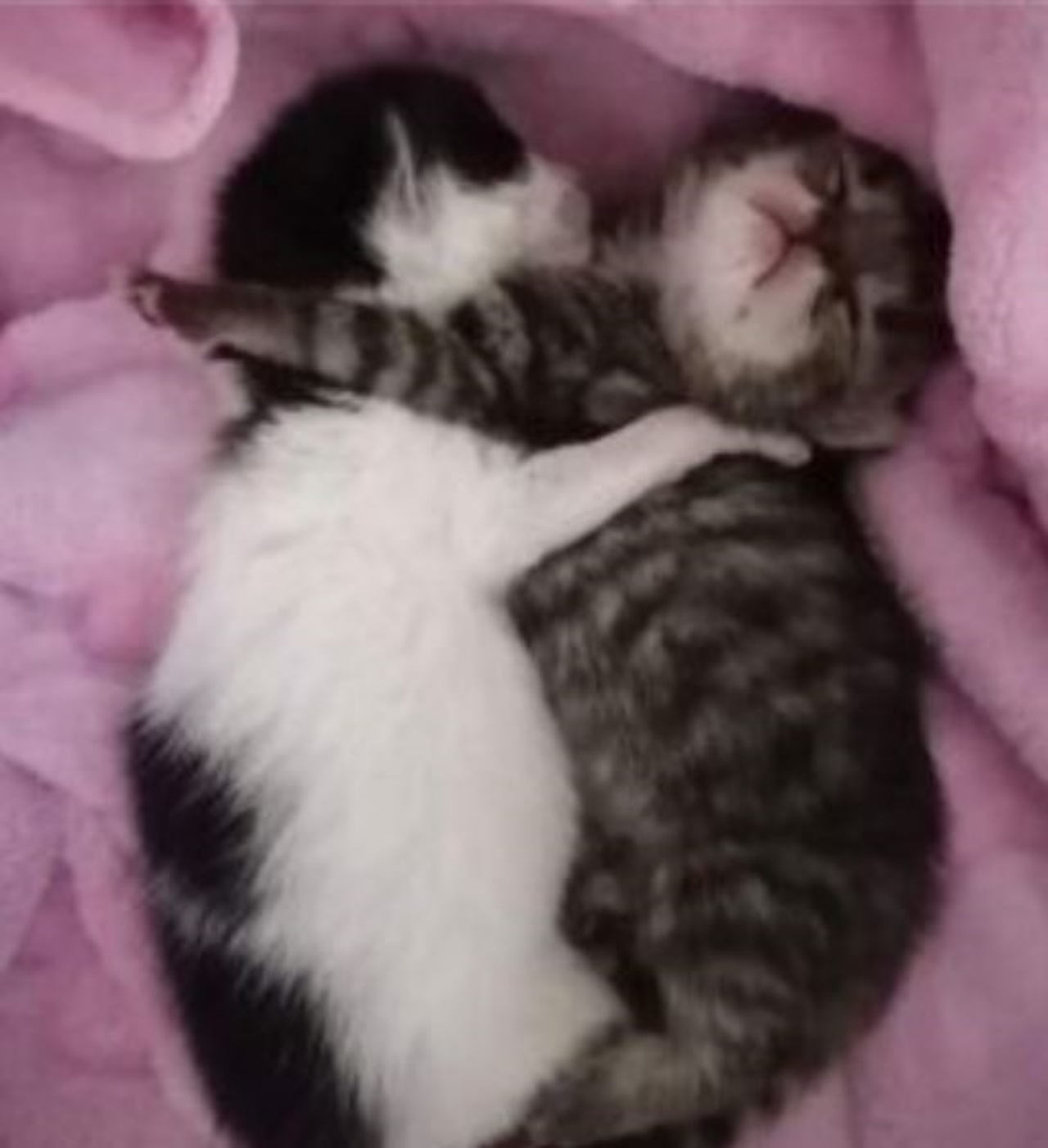 Due gattini di nome Sakura e Sake che dormono beatamente