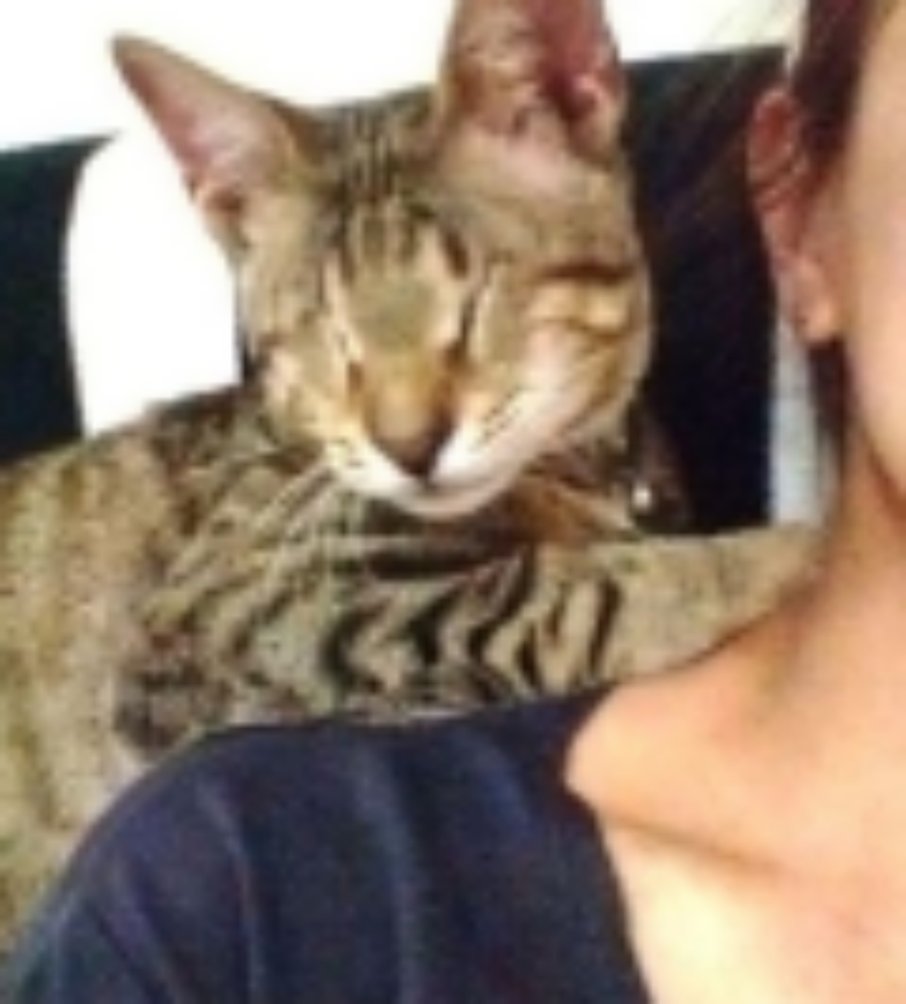Un gattino sulla spalla di una ragazza