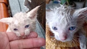 Gattino abbandonato su un tetto per due giorni sotto la pioggia, ha la vita salva grazie ad un veterinario