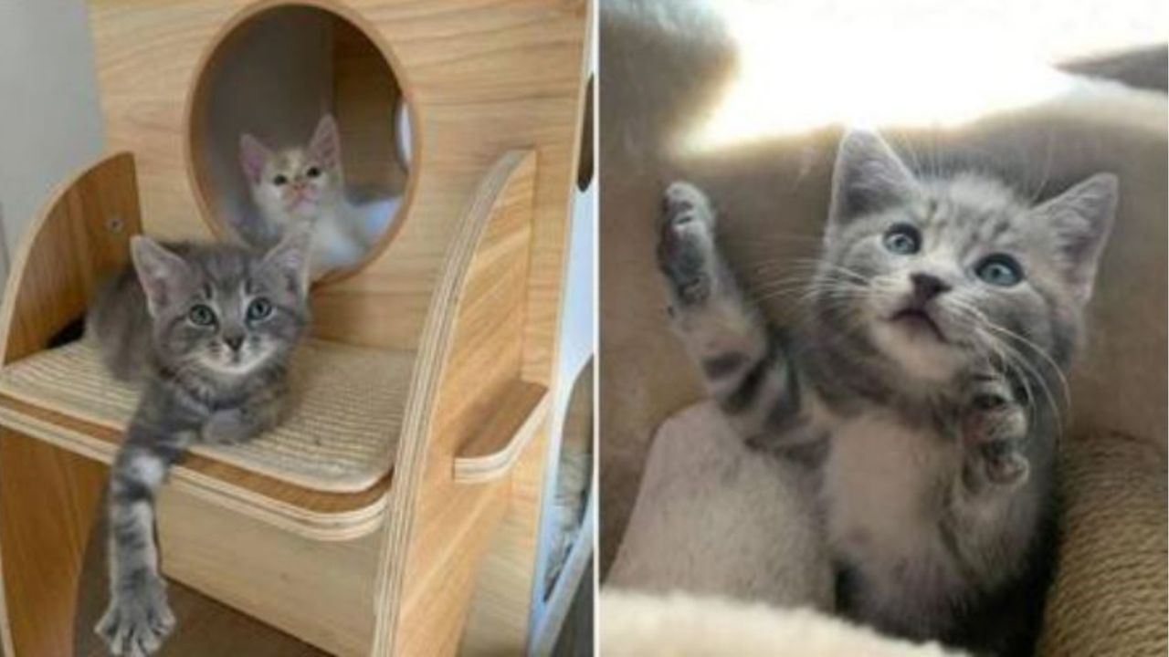 Un gattino grigio insieme ad un altro piccolo gatto