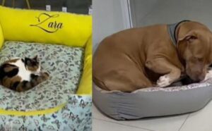 Questa gatta ha un amico vero: il Pitbull preferisce dormire altrove piuttosto che disturbarla (VIDEO)