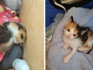 La gattina abbandonata è stata salvata dopo aver pianto a lungo, per ore