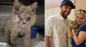 Gattino miagolava disperato dal cespuglio, poi è arrivato qualcuno che è riuscito a salvargli la vita