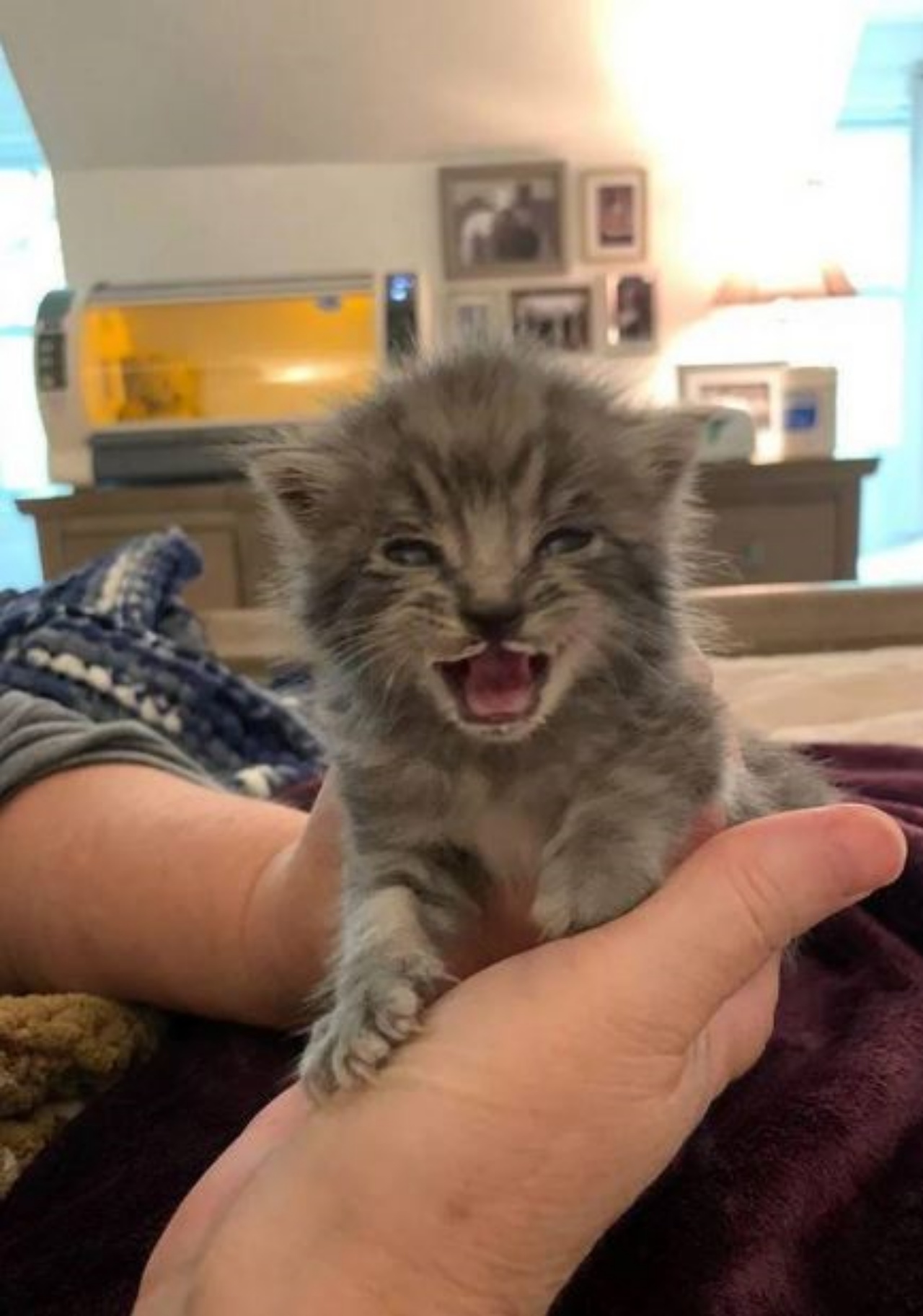 Un gattino dal pelo grigio