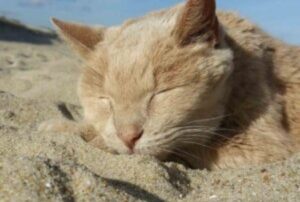 La donna salva questo anziano gatto e gli da una casa per tutta la vita