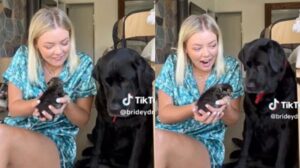 Ragazza presenta un piccolo gattino al suo cane Labrador ma qualcosa non va come previsto