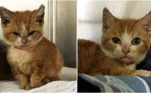 Il gattino rosso che sembrava sempre arrabbiato si è trasformato in un micetto adorabile grazie all’amore