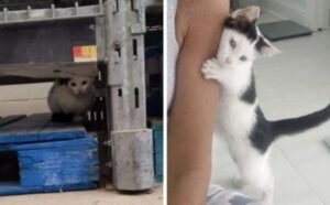 La donna scopre un gattino nel magazzino di un supermercato e decide di aiutarlo