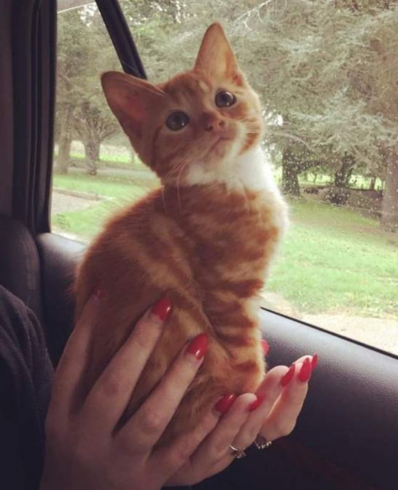 Un gattino arancione molto piccolo
