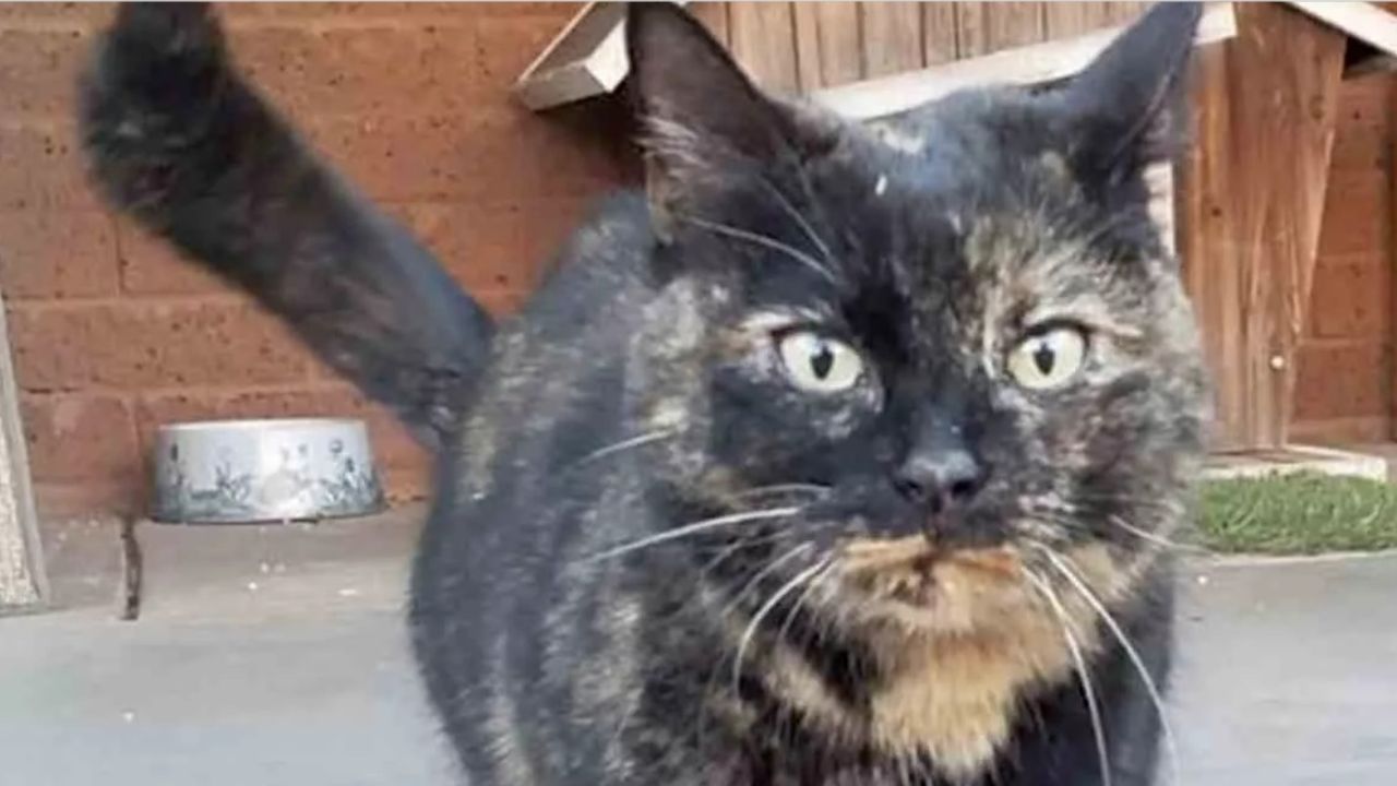 gatto nero e arancione cammina in avanti