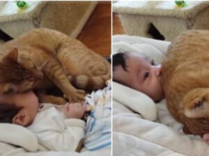 gatto e bimbo si abbracciano