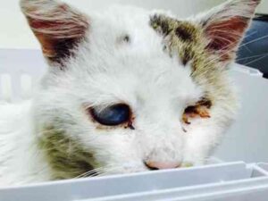 gatto bianco e marrone con una malattia agli occhi