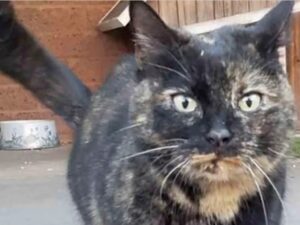 Una donna di 103 anni riceve una dolce sorpresa di compleanno: un gatto che ha bisogno di una casa