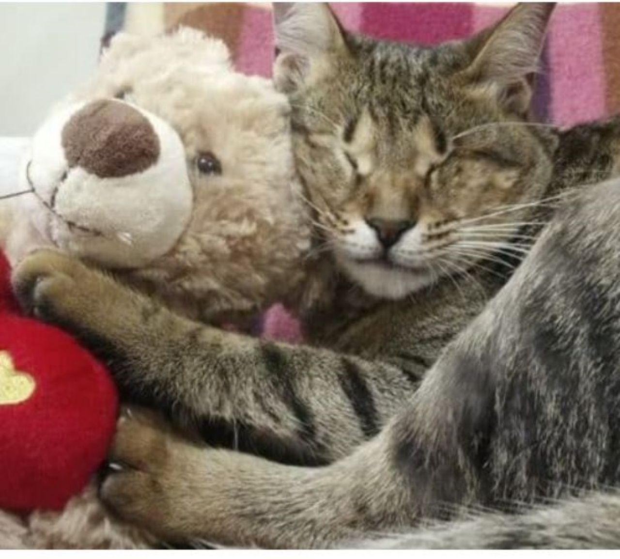 Un gattino con un peluche