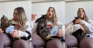 Il gatto capriccioso fa una scena drammatica quando la sua mamma lo sfiora con la spazzola