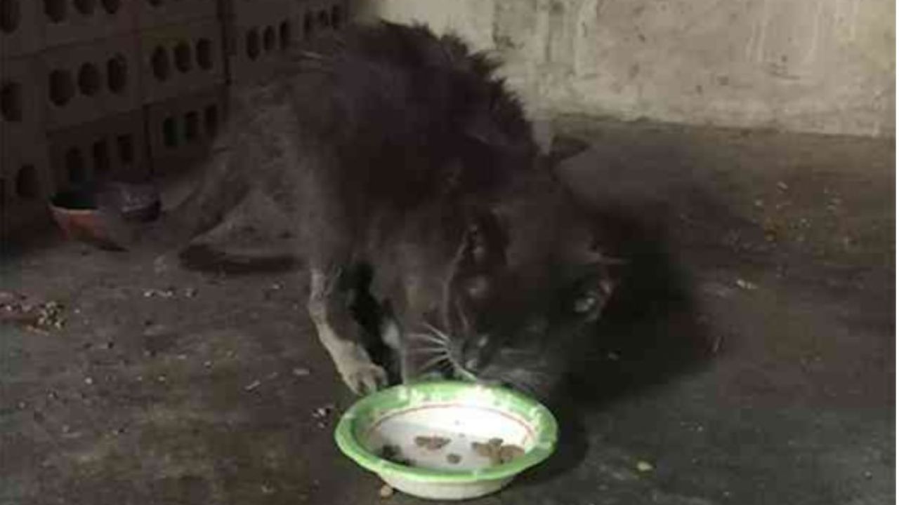 gatto grigio mangia