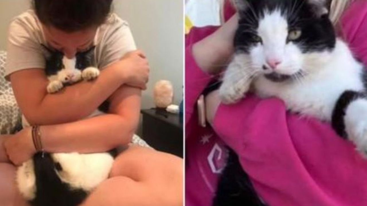 Un gatto di nome Ron dal mantello bianco e nero