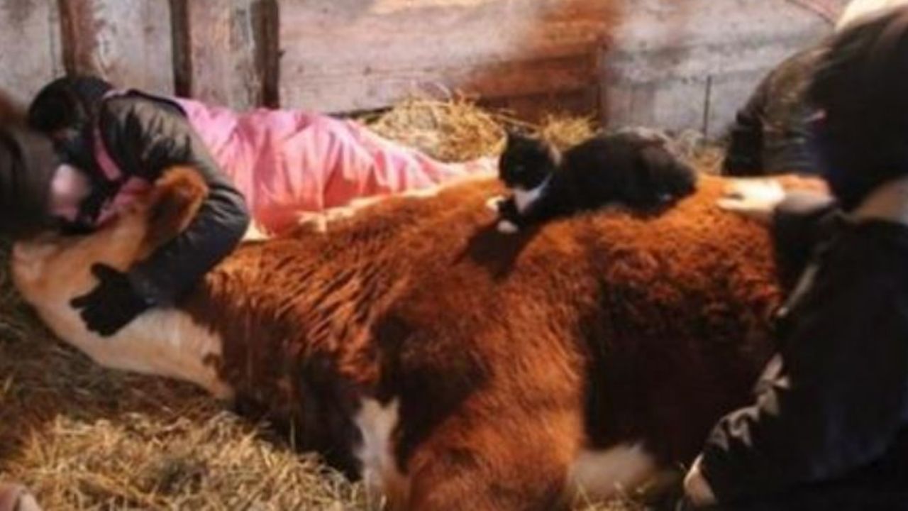 Un gatto seduto su una mucca