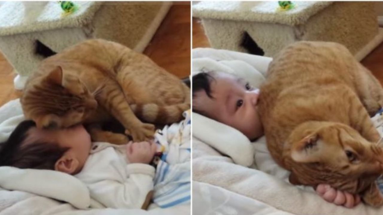gatto insieme ad un neonato