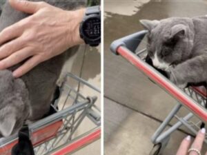 Il simpatico gatto del negozio decide che la donna non ha ancora finito di fare acquisti