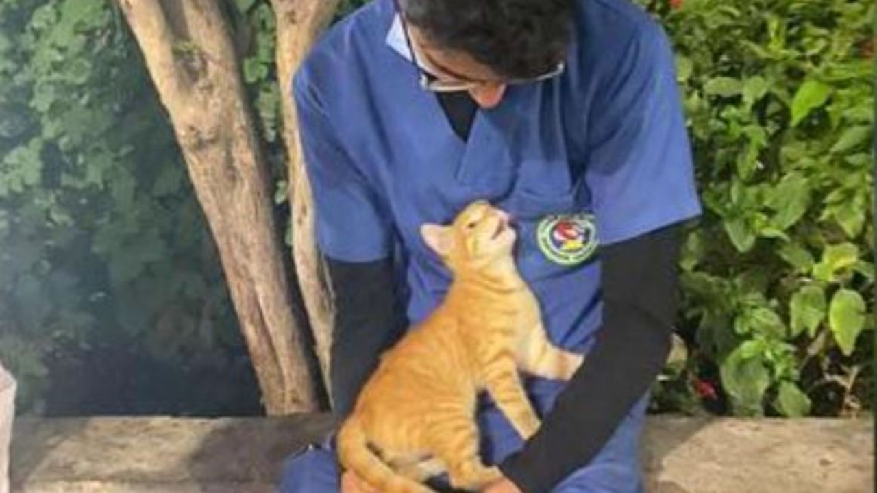 Un gatto arancione sulle gambe di Ahmed 