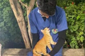 Durante la pausa, un gatto randagio conforta un infermiere stanco