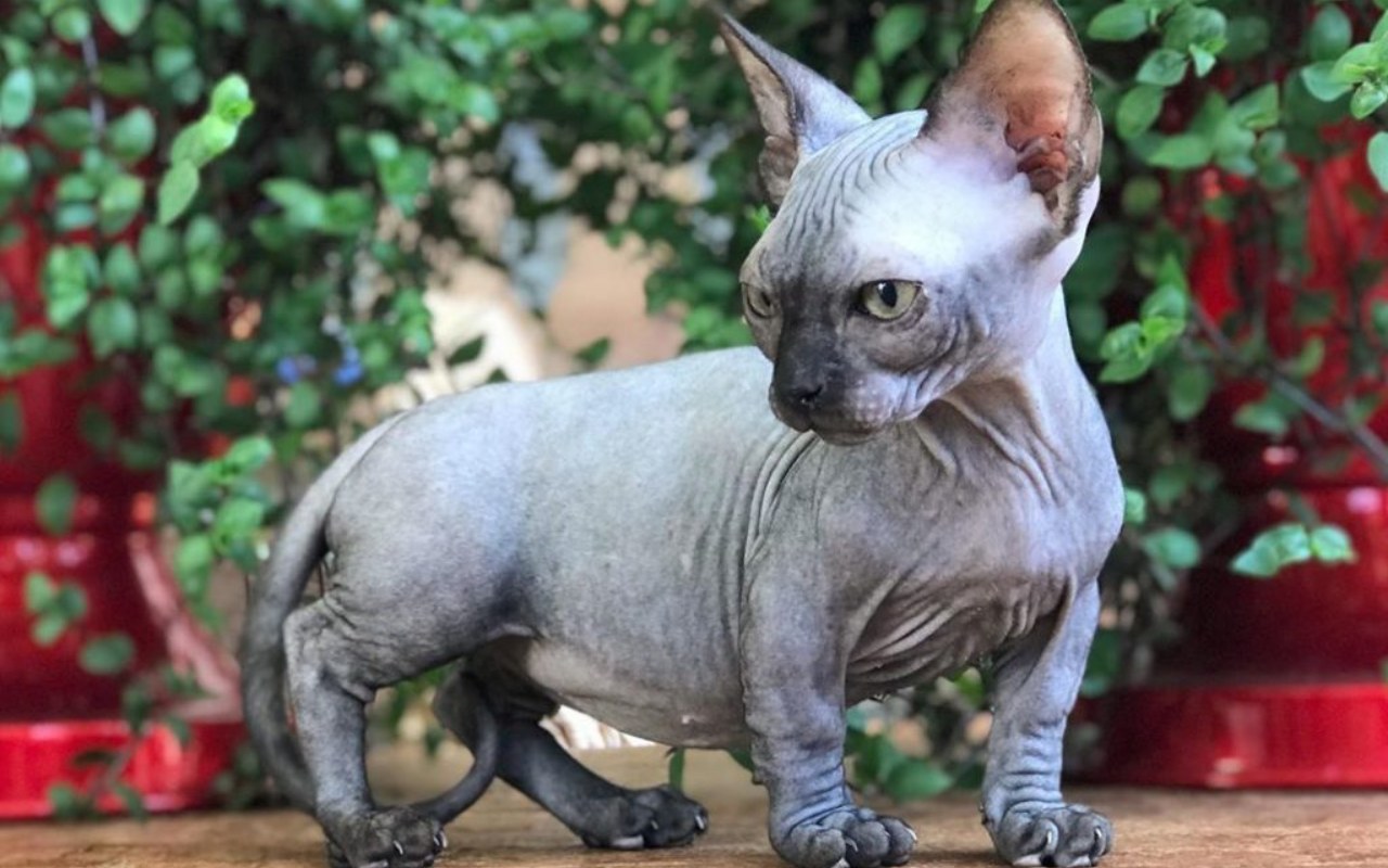 gatto nano simile allo sphynx