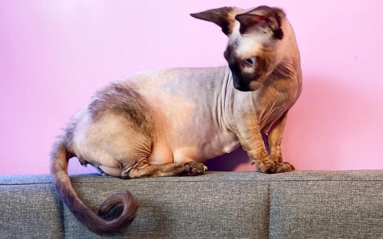 gatto sulla spalliera del divano