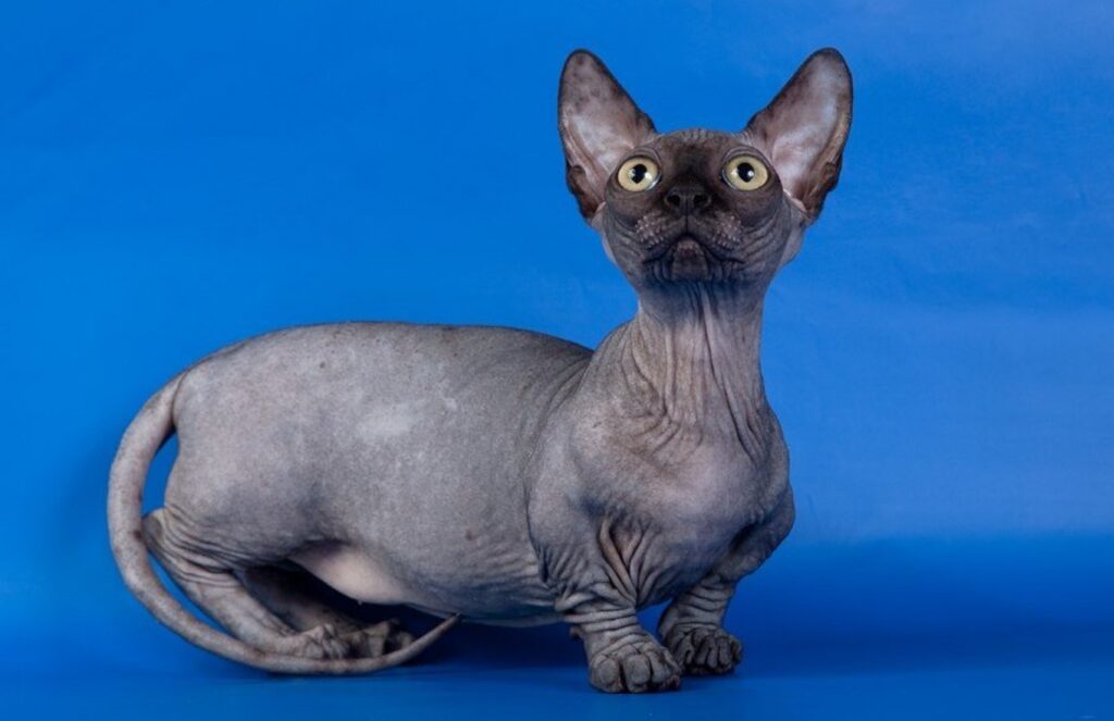 Che cos’è il Gatto Bambino: ecco l’incrocio tra Sphynx e Munchkin