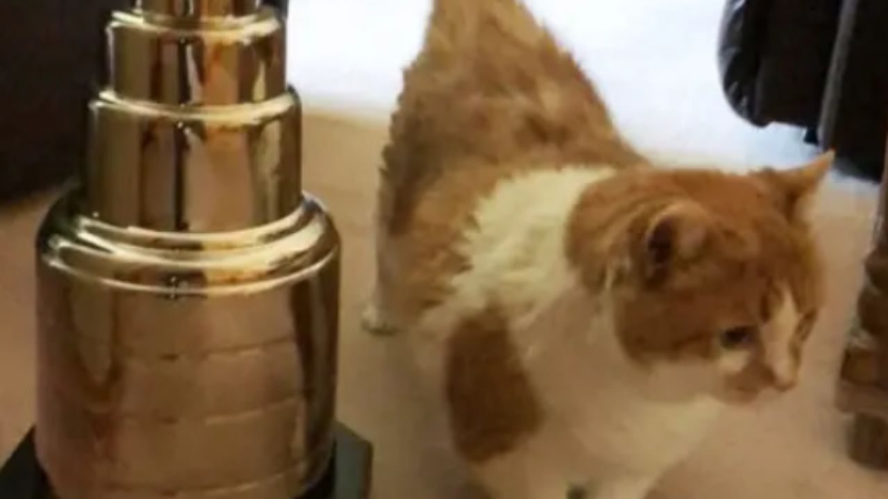 gatto accanto ad un trofeo
