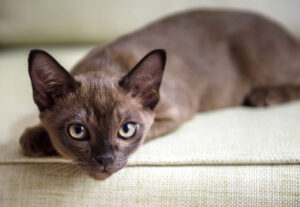 Gatto Burmese, toelettatura e cura di questo felino