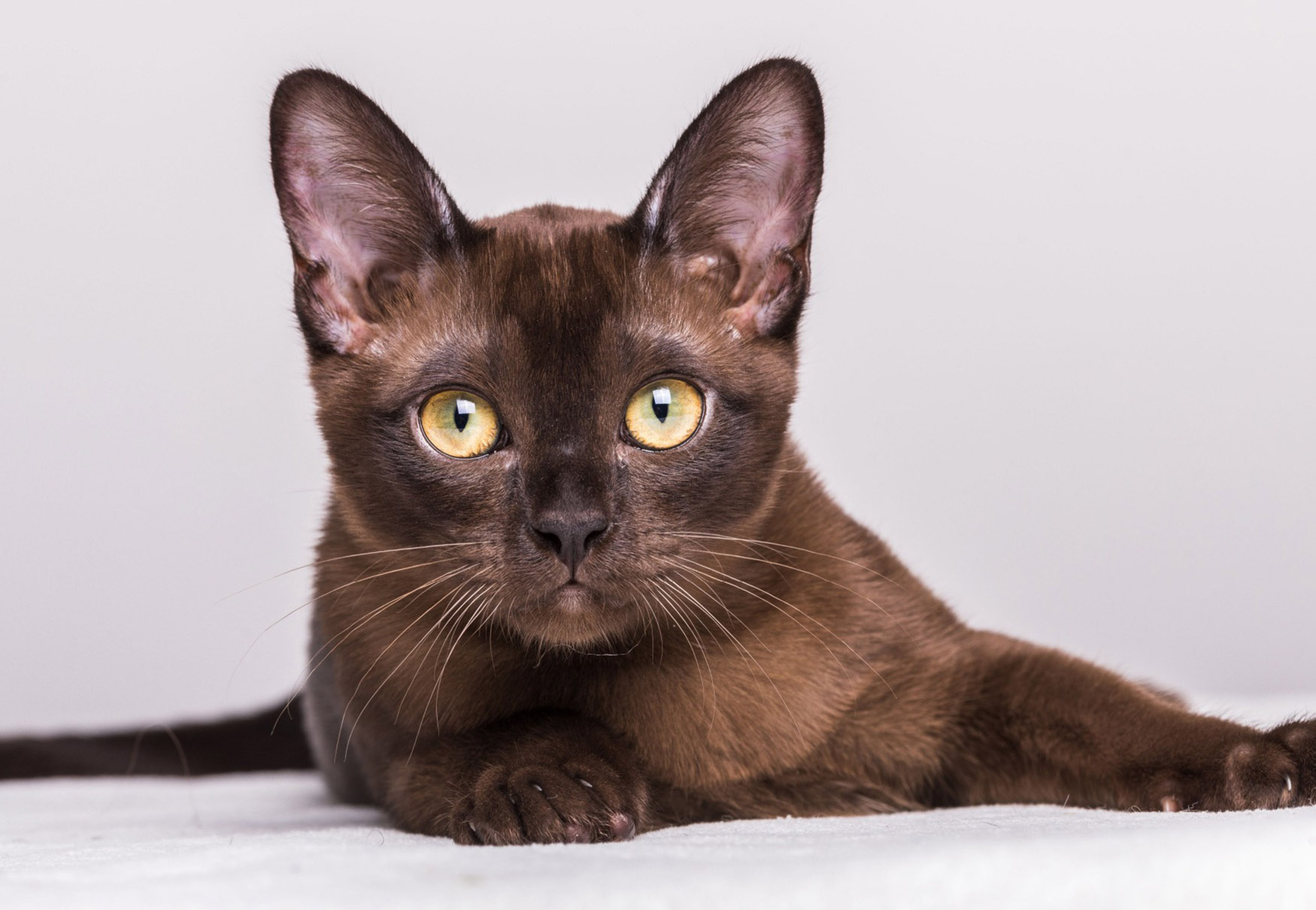 cucciolo di gatto burmese