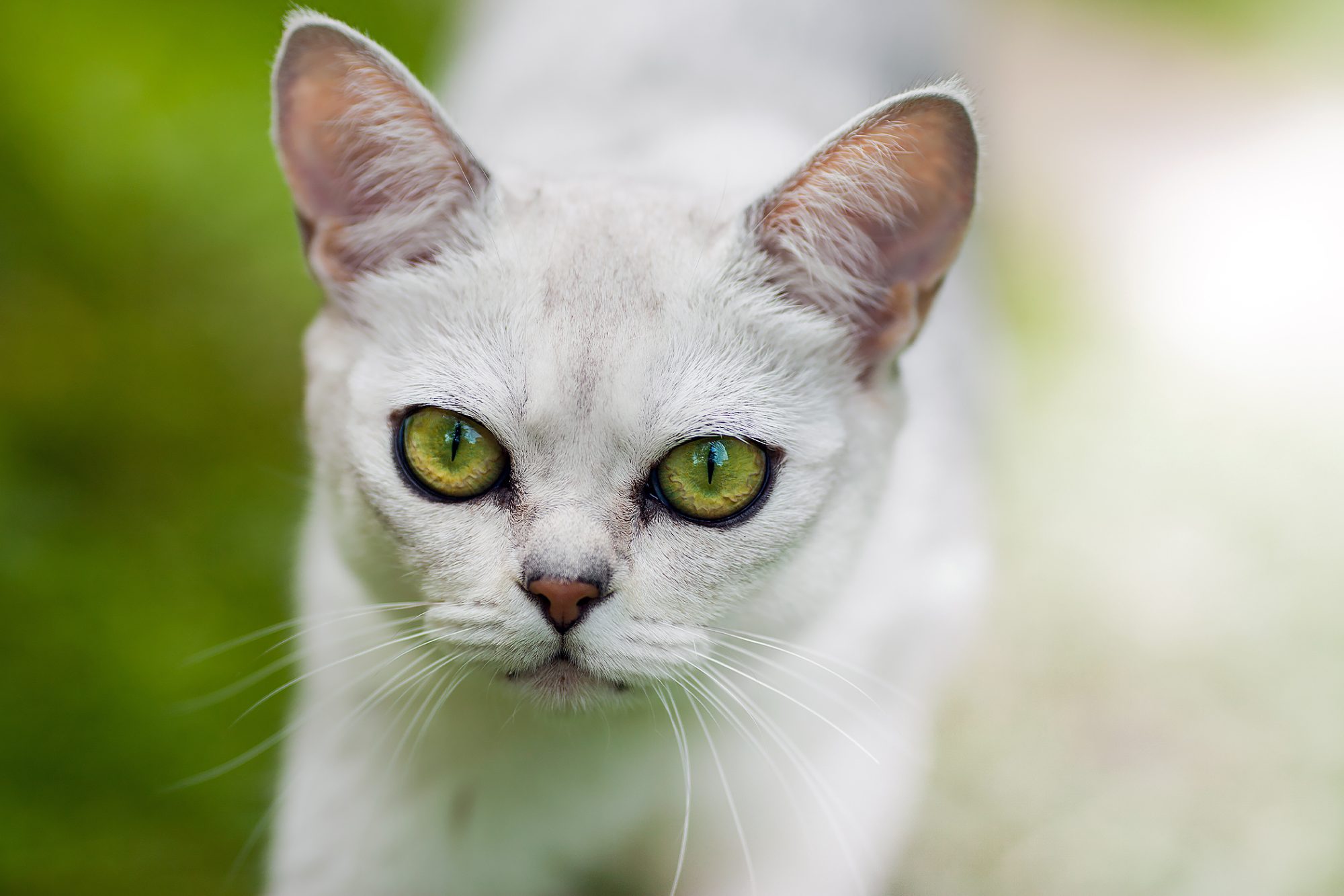 gatto burmilla in giardino