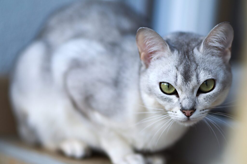 Gatto Burmilla, il carattere unico di questo felino