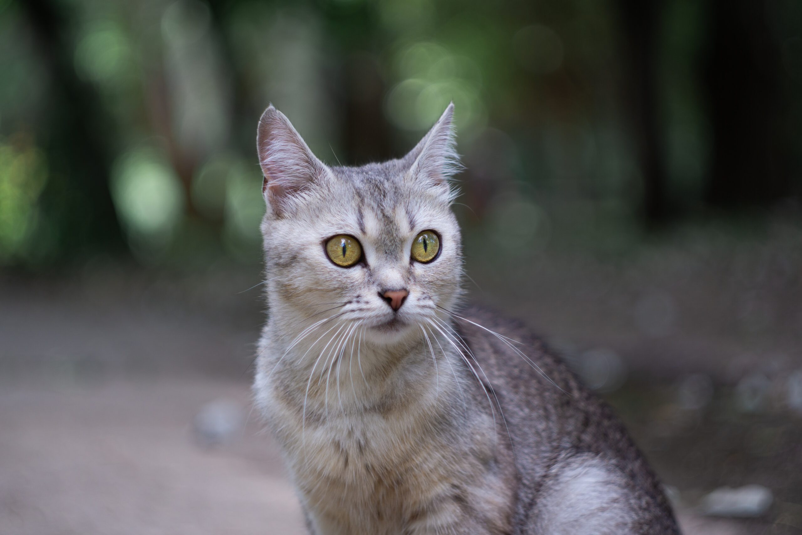 gatto in allerta