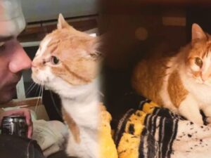 L’uomo dice addio alla sua gatta dopo tanti anni con lei: nonostante fosse allergico, non l’ha mai abbandonata