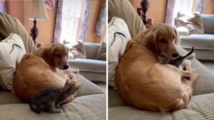 Il gattino appena adottato riceve tutto l’affetto possibile dal fratellone canino