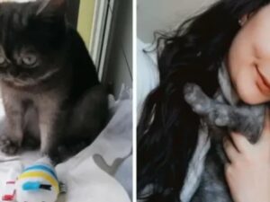 Nessuno vuole adottare questo gatto “brutto”, finché una ragazza non rimane colpita proprio dal suo aspetto