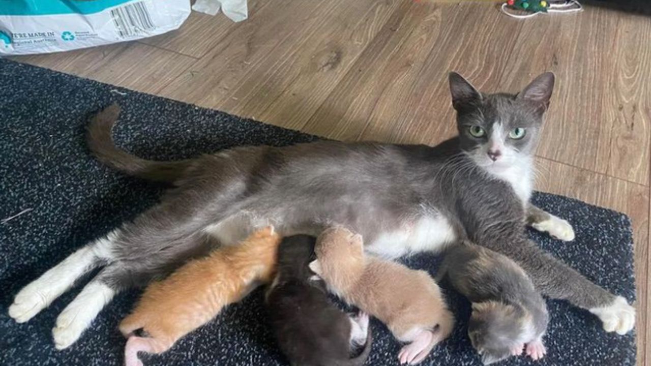 gatto che guarda l'obiettivo