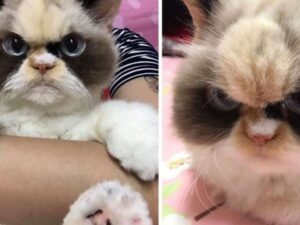 Lei è Meow Meow, il nuovo Grumpy Cat che sta diventando una leggenda del web