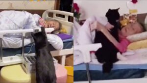 Nessuno ha potuto fermarlo: questo gatto voleva stare con la sua nonnina prima che lei se ne andasse