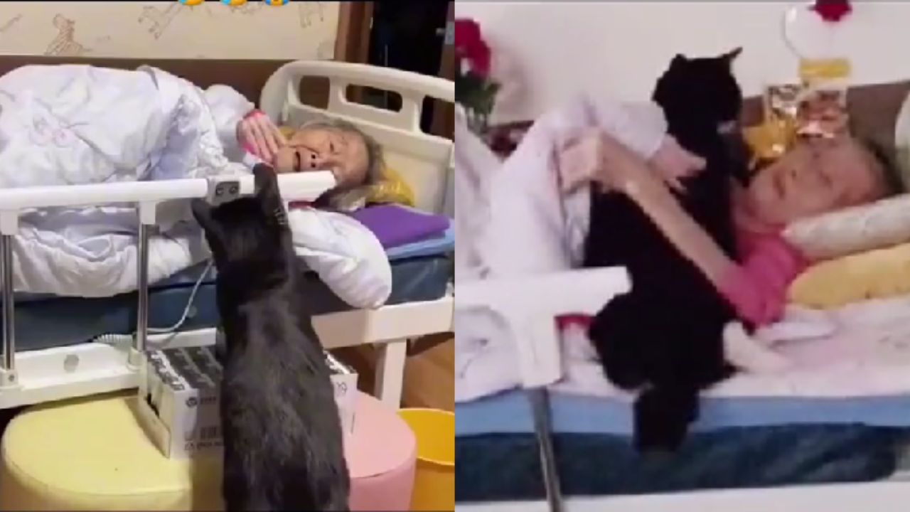gatto consola anziana malata