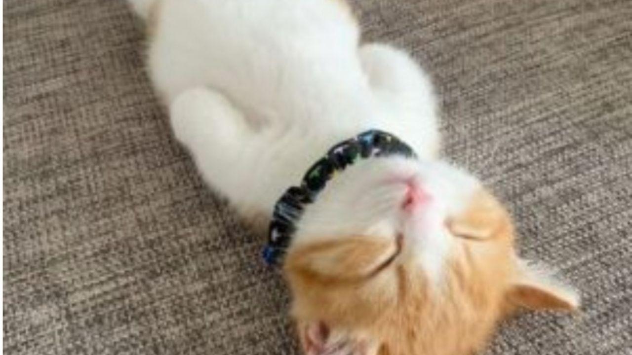 gatto bianco e rosso dorme sdraiato