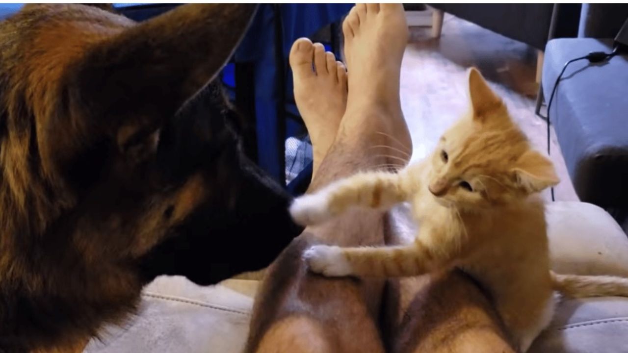 gattino sul divano insieme ad un cane